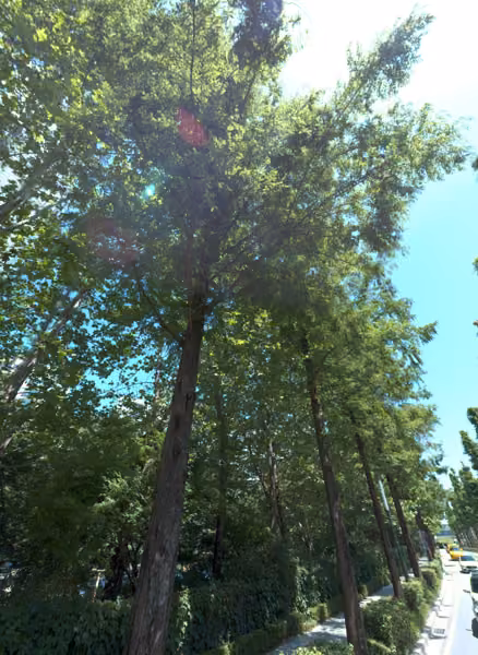 tree photo