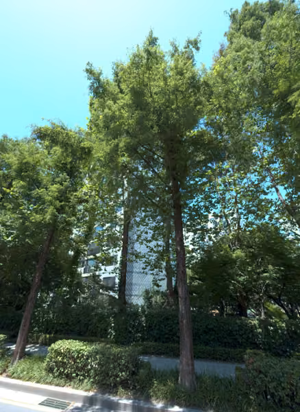 tree photo