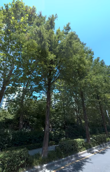 tree photo