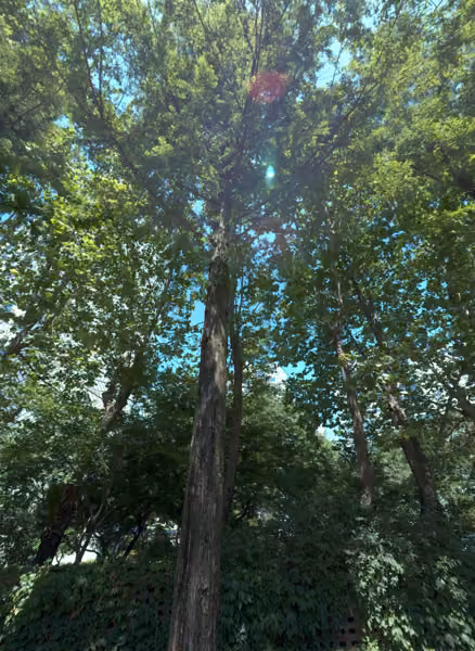 tree photo