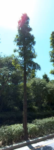 tree photo