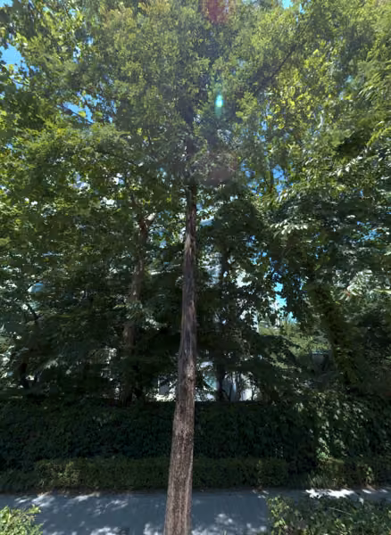 tree photo