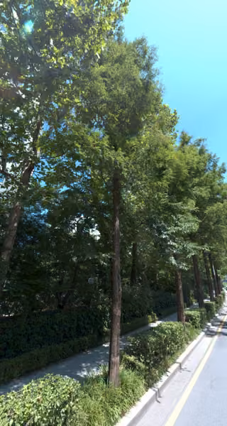 tree photo