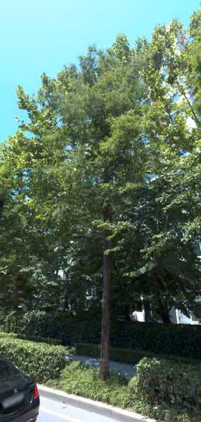 tree photo