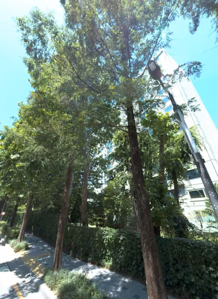tree photo