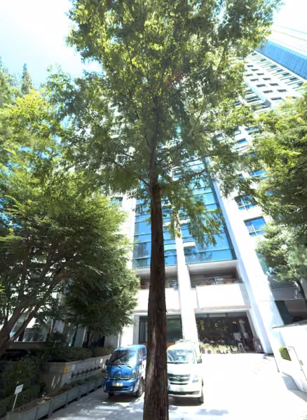 tree photo