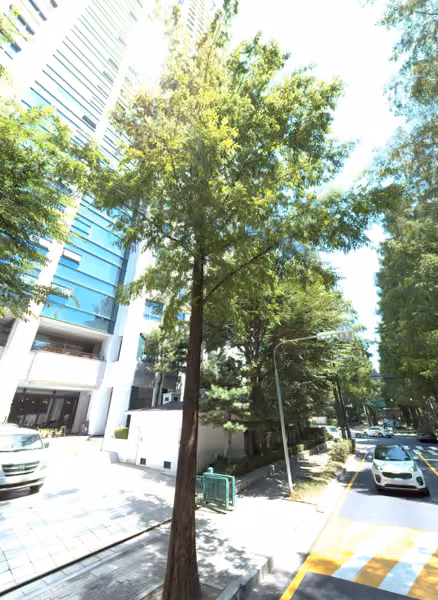 tree photo