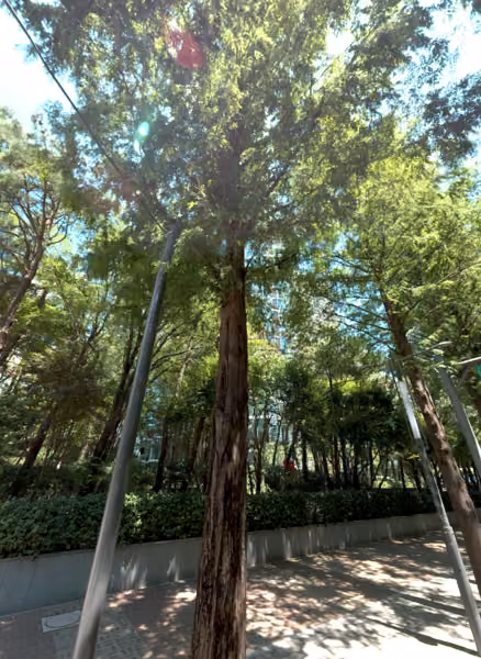 tree photo