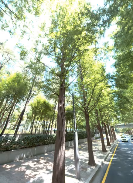 tree photo