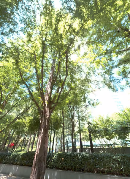 tree photo