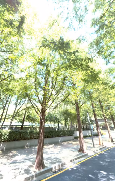 tree photo