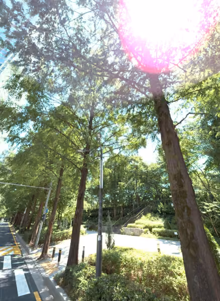 tree photo