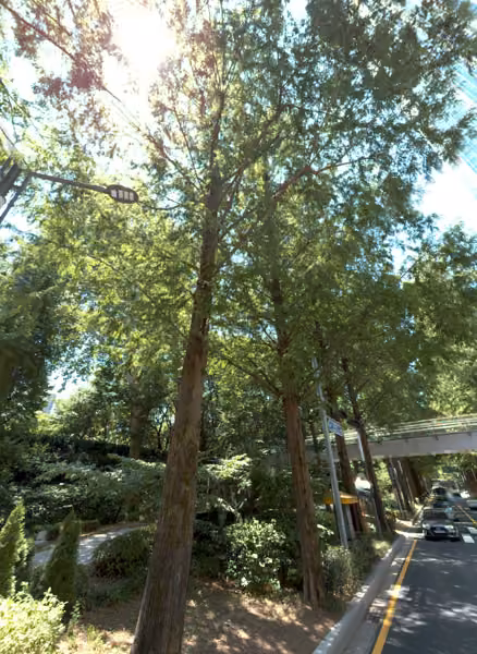 tree photo