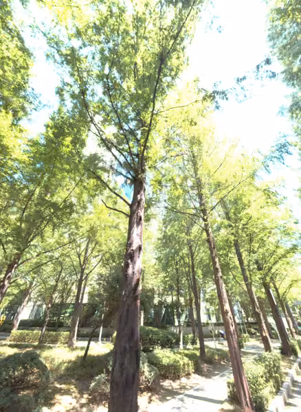 tree photo