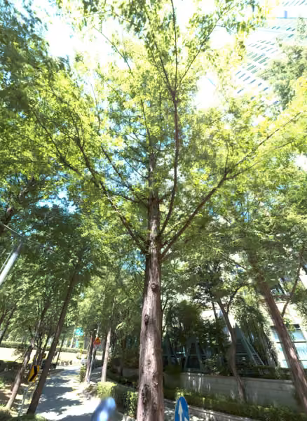 tree photo
