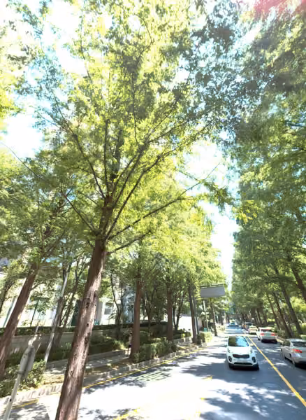 tree photo