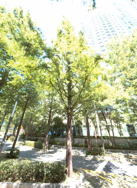 tree photo
