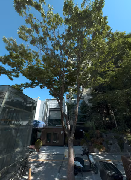 tree photo