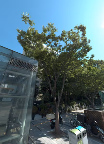 tree photo