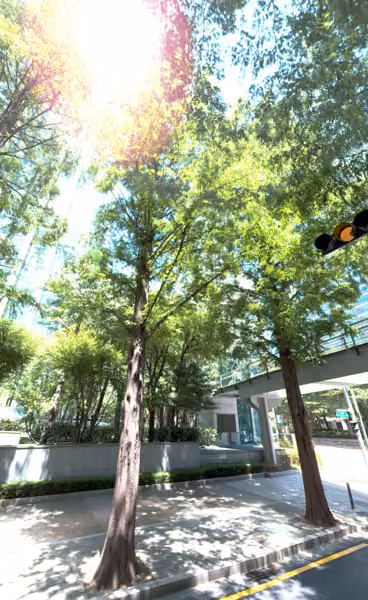 tree photo