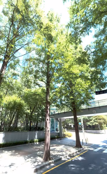 tree photo
