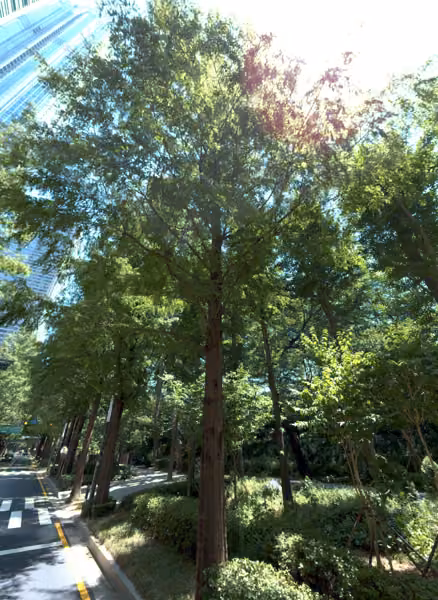 tree photo