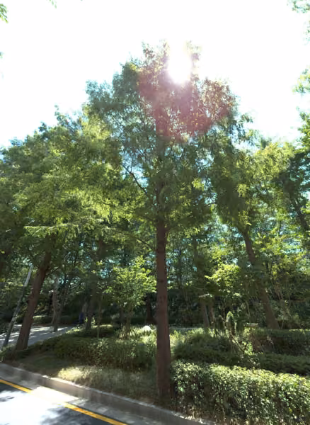 tree photo