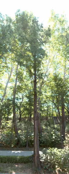 tree photo