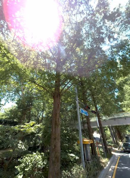 tree photo