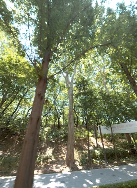 tree photo