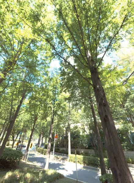 tree photo