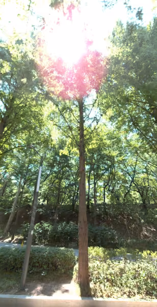 tree photo