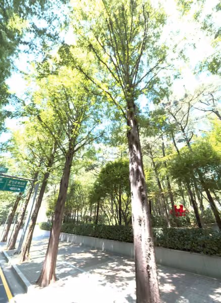 tree photo