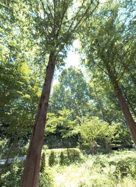 tree photo
