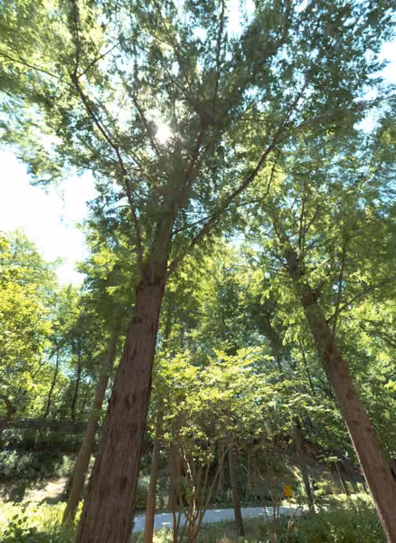 tree photo