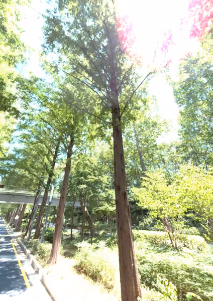 tree photo