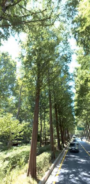 tree photo