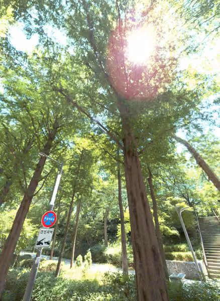 tree photo