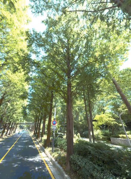 tree photo