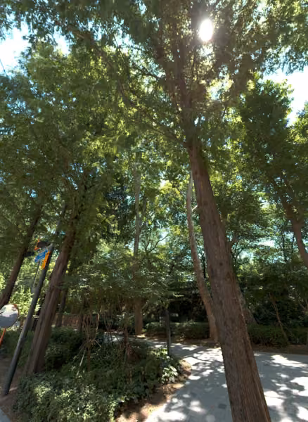 tree photo
