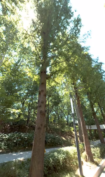 tree photo