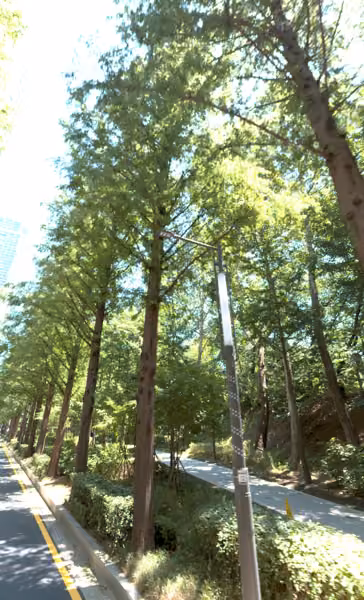 tree photo