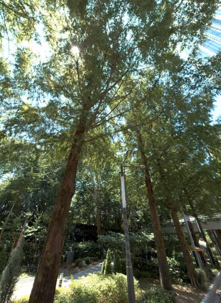tree photo