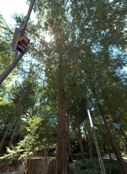 tree photo