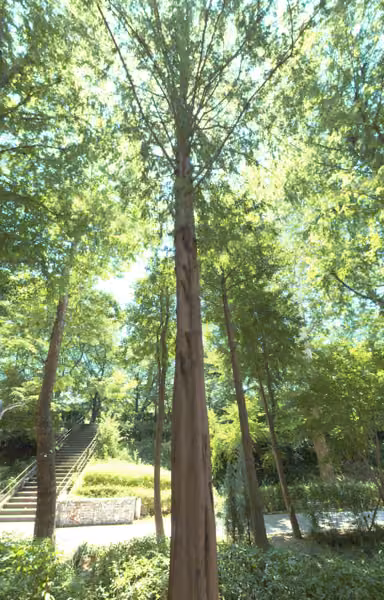 tree photo