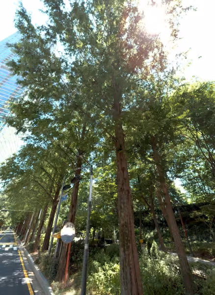 tree photo