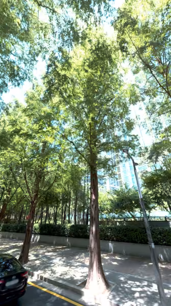 tree photo