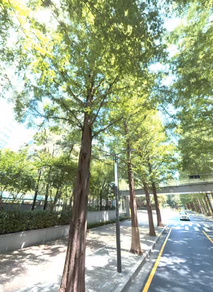 tree photo