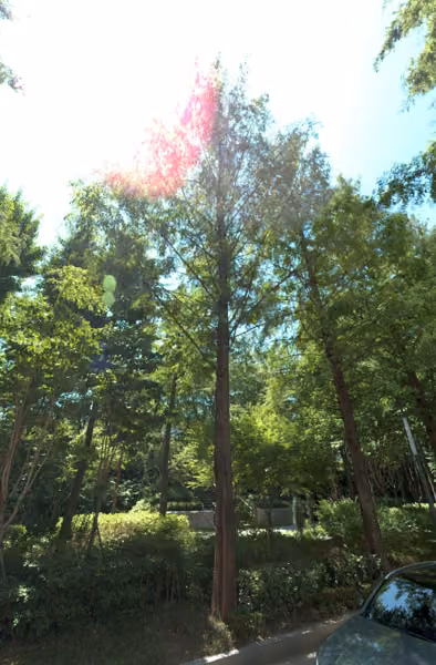 tree photo