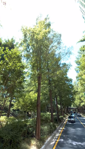 tree photo